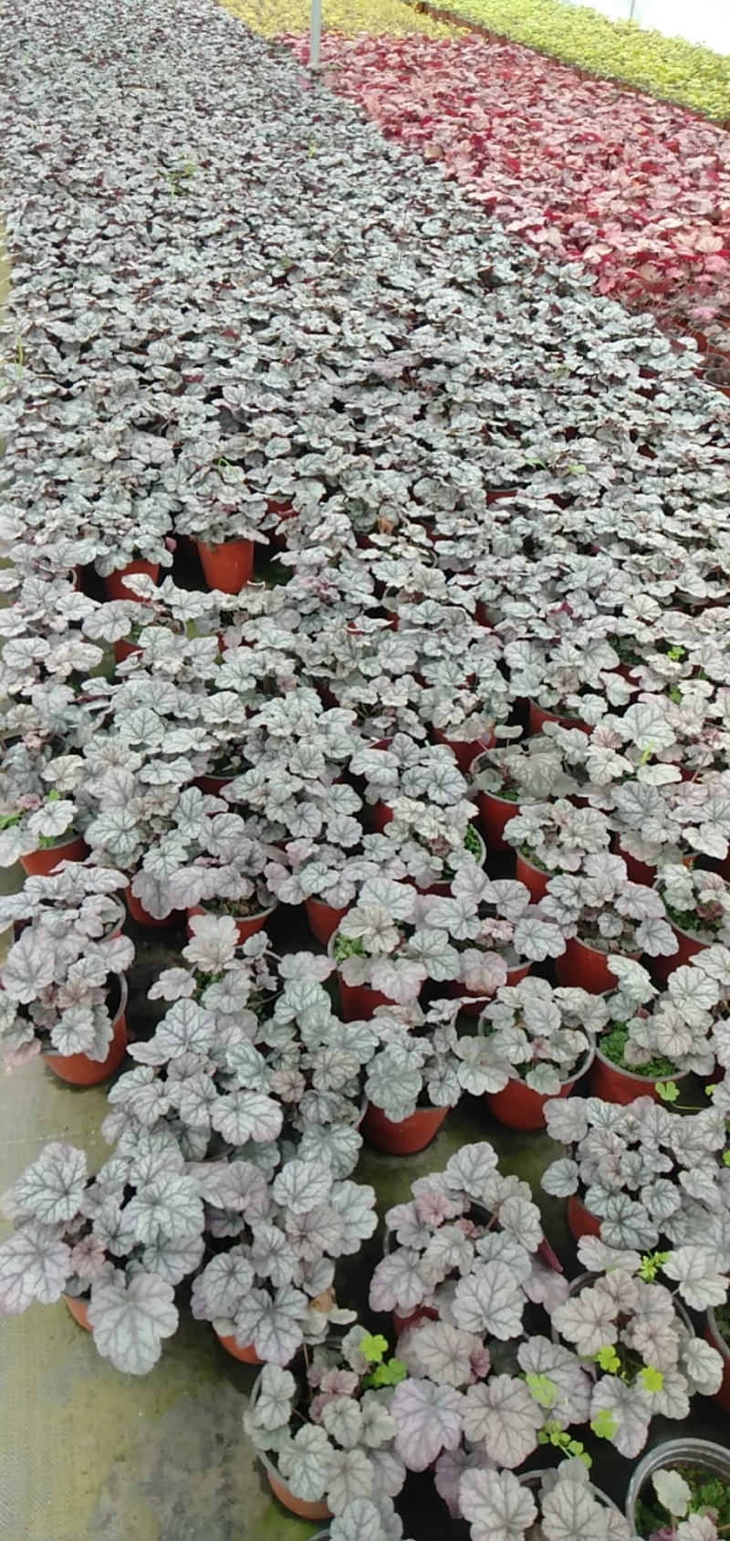 矾根价格矾根批发成都矾根基地草花批发花镜植物
