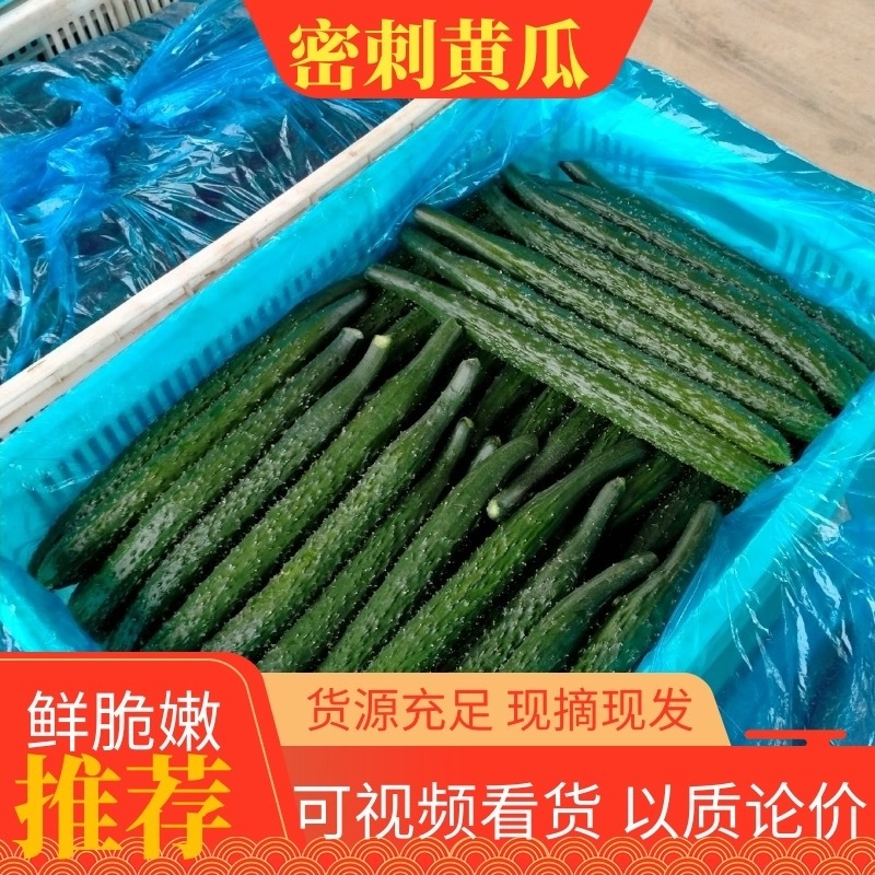 密刺黄瓜，河南安阳黄瓜，对接批发，货源充足，量大从优