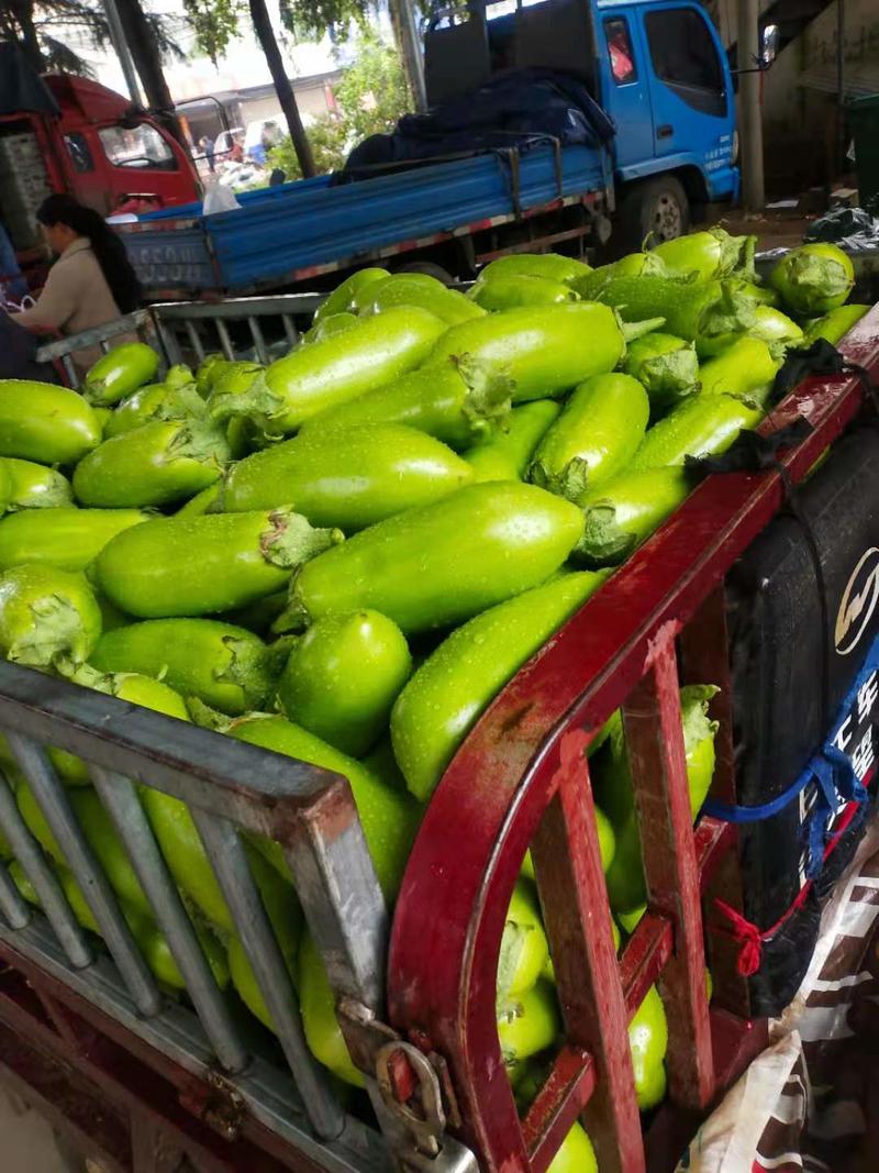 河南南阳青皮茄子大量上市产地直供，货源充足可供天天发货