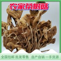 【新货上市】农家特产干货茶树菇自产自销一手货源茶新菇