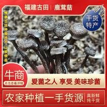 福建农家自产自销一手货源鹿茸菌干货农家特产干货鹿茸菇新货