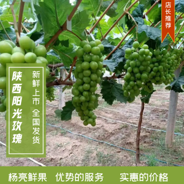 阳光玫瑰真实报价绝不欺客对接电商商超各类市场