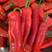 【红椒】安徽红椒红泡椒大量上市产地直发一手货源现摘现发