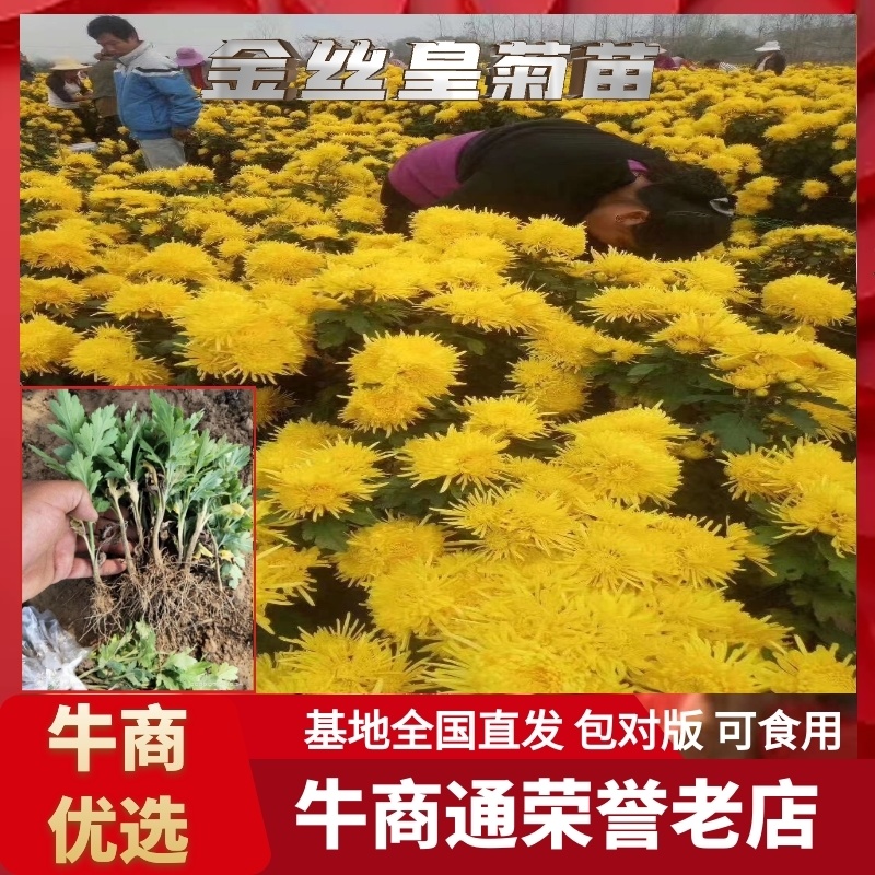 金丝，婺源，苏北，贡菊，大板，杭白，亳菊，陶菊