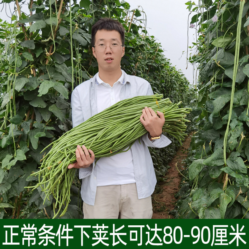 豇豆种子荚条深绿色泽均匀易结荚粗细均匀顺直不易鼓籽