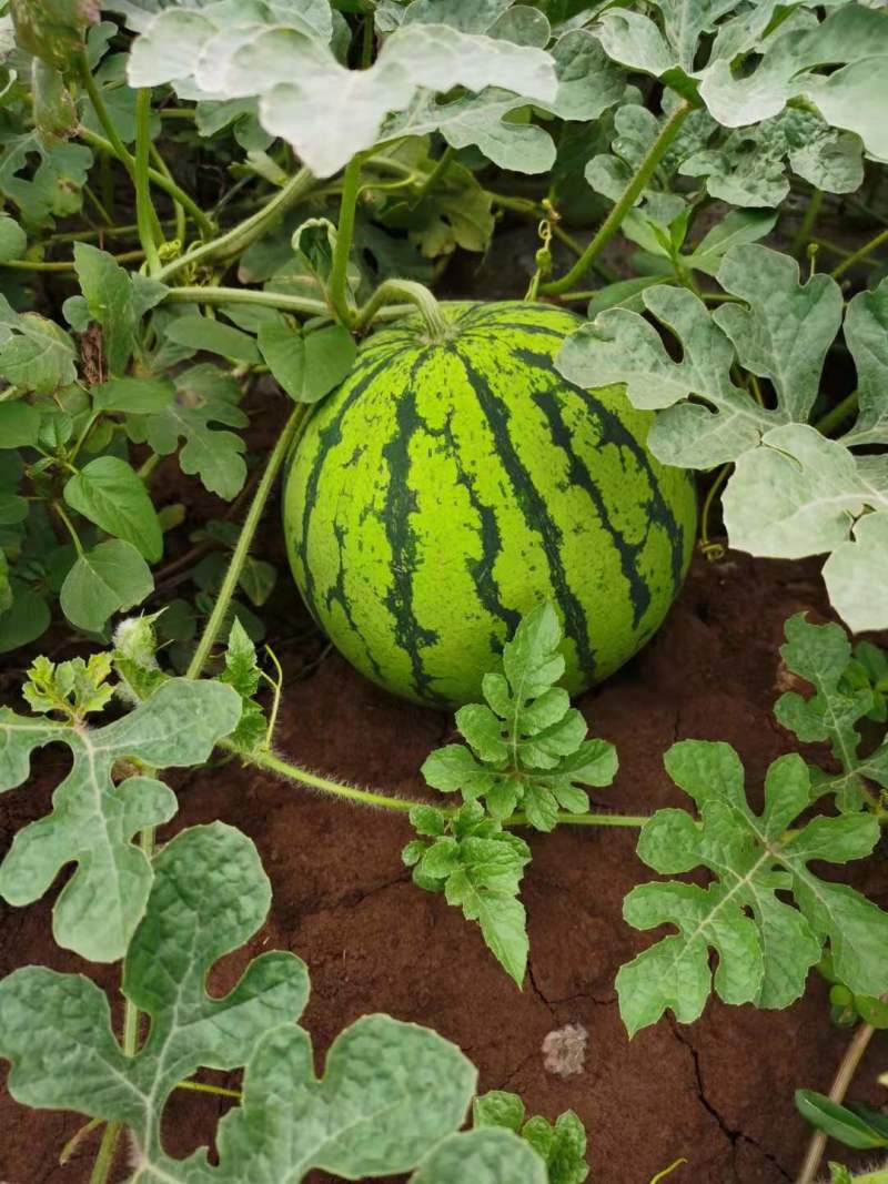 西瓜：8424西瓜大量上市，8斤打底，一手货源质量保证