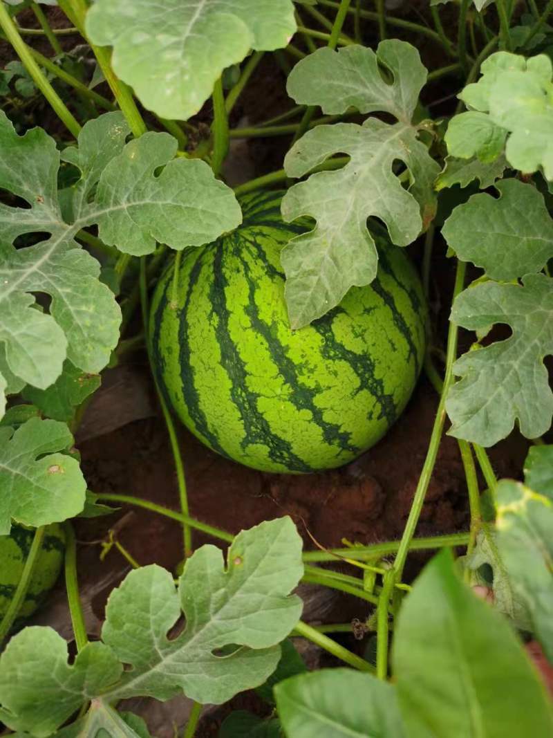 西瓜：8424西瓜大量上市，8斤打底，一手货源质量保证