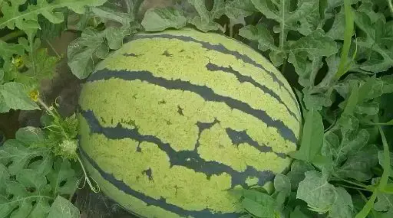 西瓜：8424西瓜大量上市，8斤打底，一手货源质量保证