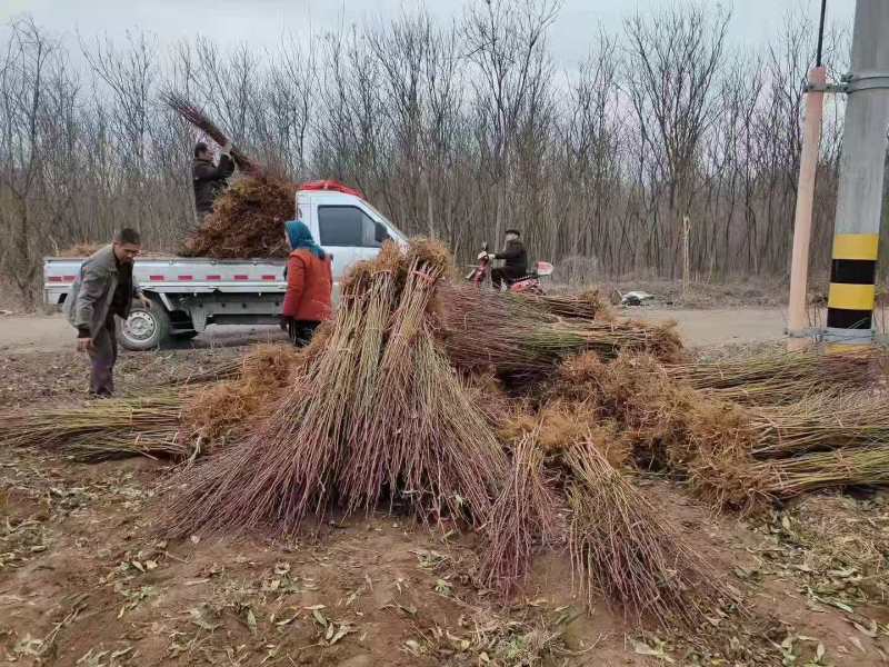 秋雪桃苗秋雪桃树苗—新品种桃树苗