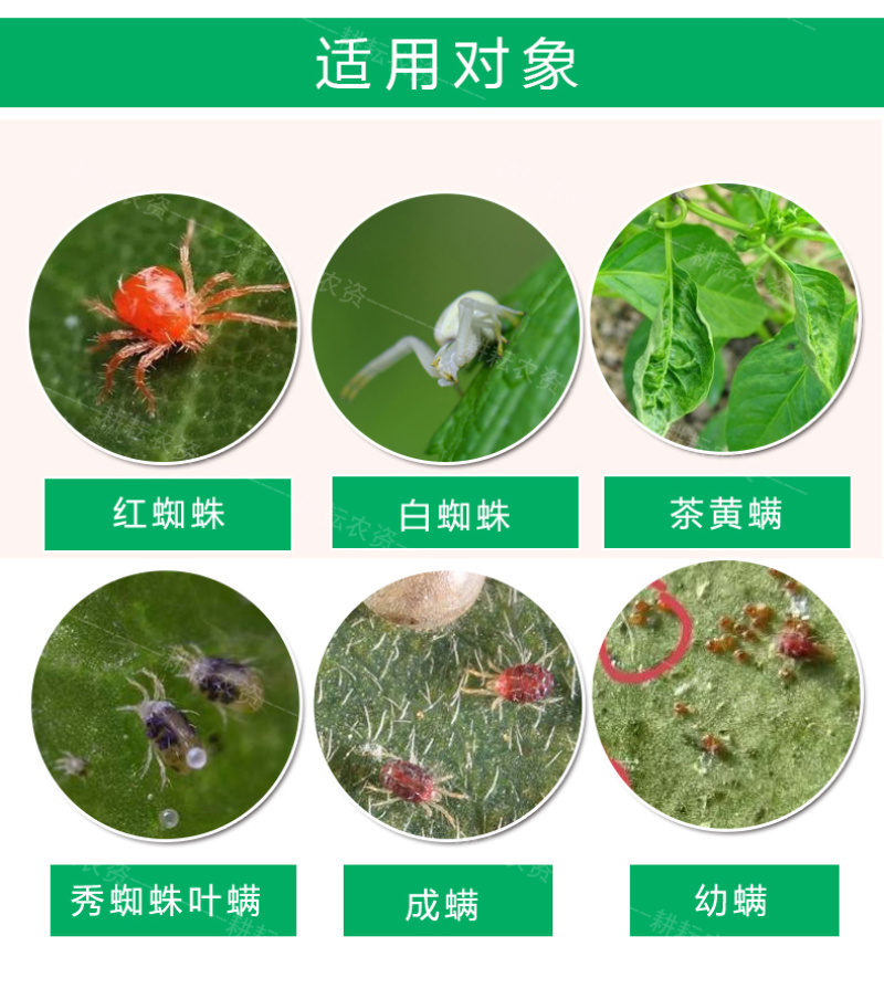 红蜘蛛专用阿维哒螨灵果树蔬菜柑橘红蜘蛛螨虫锈壁虱叶螨杀