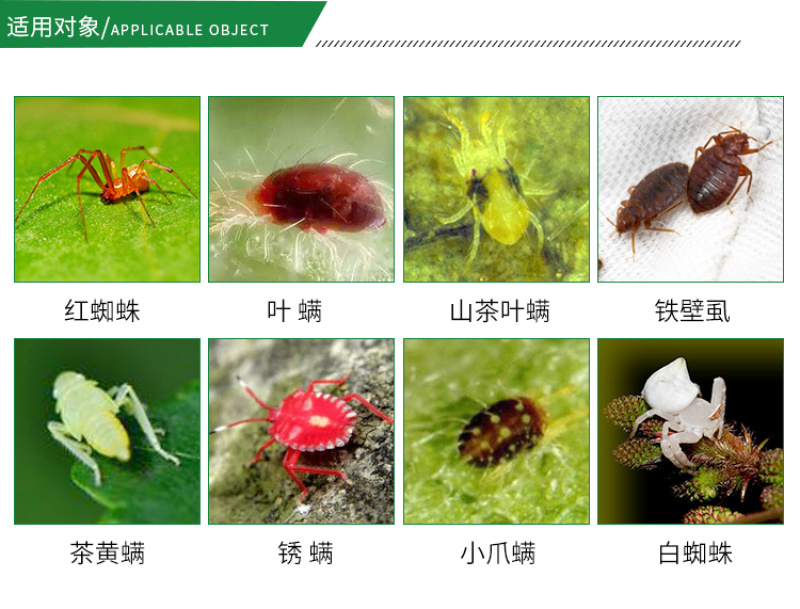 红蜘蛛专用阿维哒螨灵果树蔬菜柑橘红蜘蛛螨虫锈壁虱叶螨杀