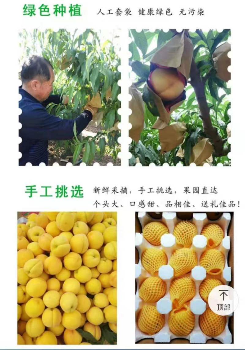 湖北精品黄金蜜一号黄桃正式上市，一手货源欢迎电商前来采购