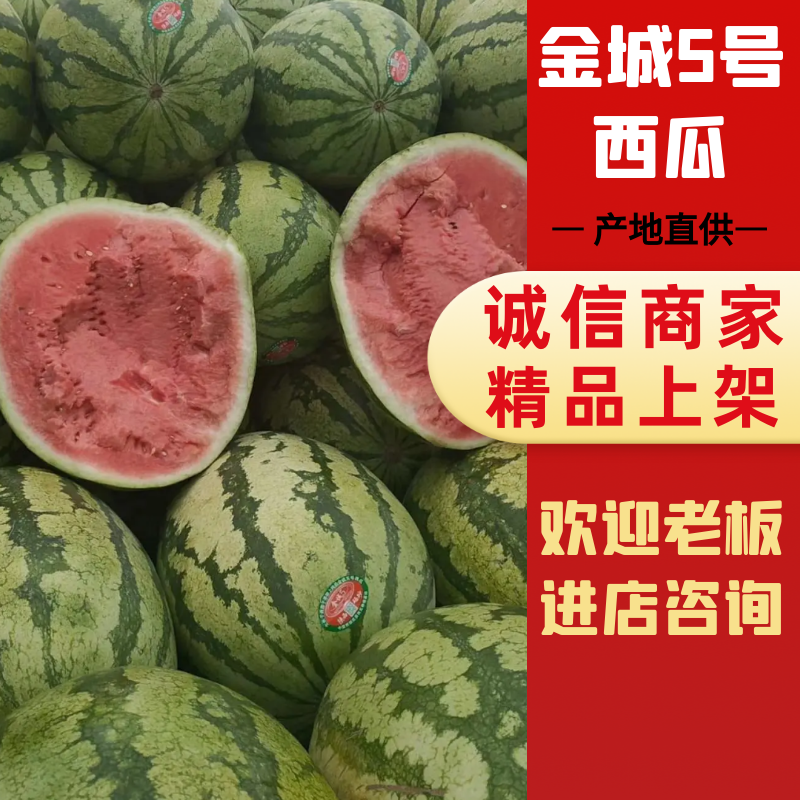宁夏万亩石头金城5号基地，金城5号产地直供，金城5号批发