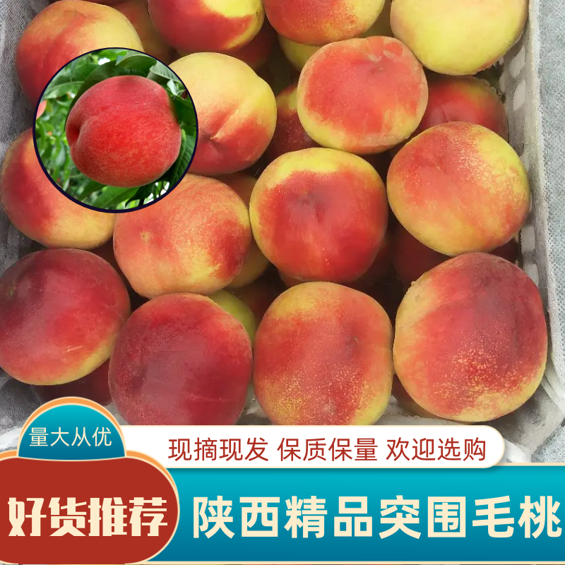 【热卖】陕西突围毛桃美脆红不软郑三毛桃现摘现发品质好