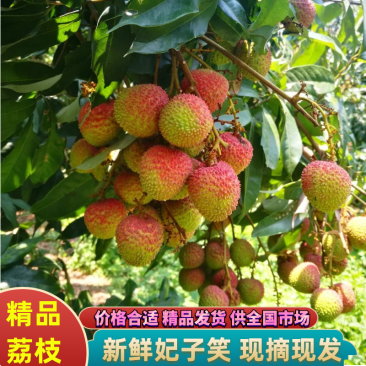 妃子笑荔枝大量上市价格合适精品发货可供全国市场