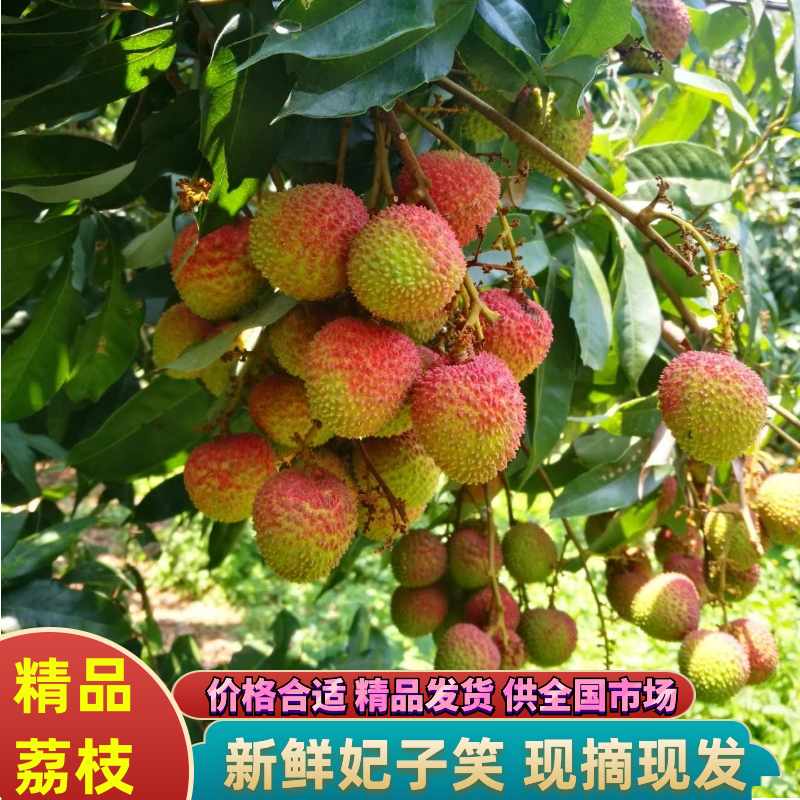 妃子笑荔枝大量上市价格合适精品发货可供全国市场