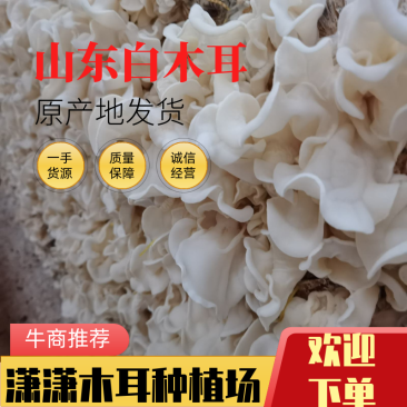 白玉木耳竹耳菇辣椒炒肉专用白玉木耳