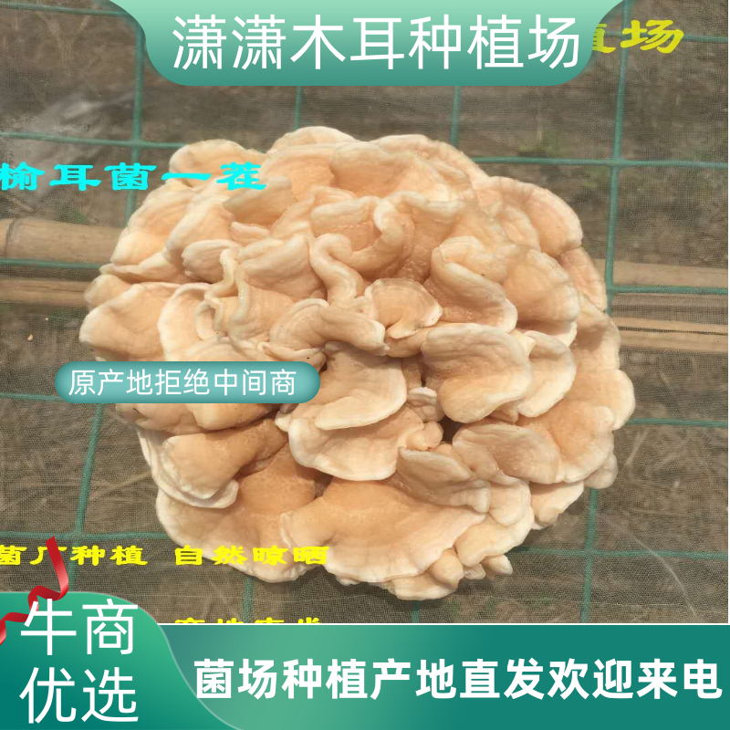 榆耳菌干货特级素食榆耳菇灵芝菇黄金侧耳玛卡菌佛系素食