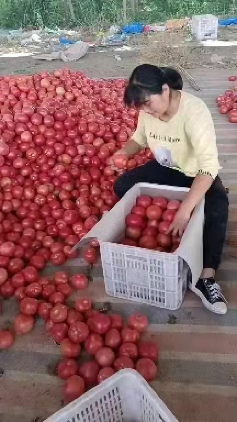 【好货】硬粉西红柿果型高圆，硬度高，色泽好，耐运输