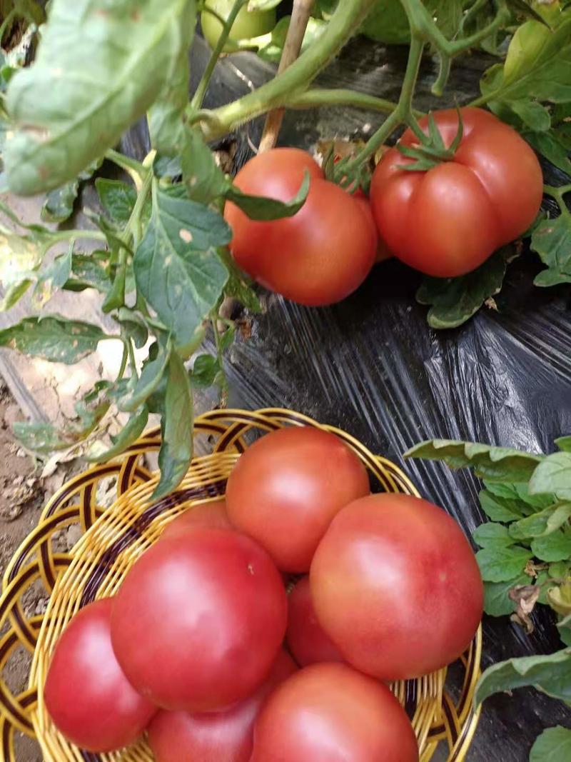 【好货】硬粉西红柿果型高圆，硬度高，色泽好，耐运输