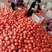 【好货】硬粉西红柿果型高圆，硬度高，色泽好，耐运输