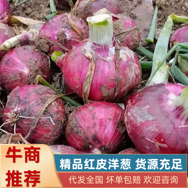 【洋葱】精品辽宁紫皮洋葱，精品洋葱大量有货，欢迎实地考察