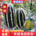 青县博洋甜瓜9号，青县博洋九号甜瓜，91，61白糖罐