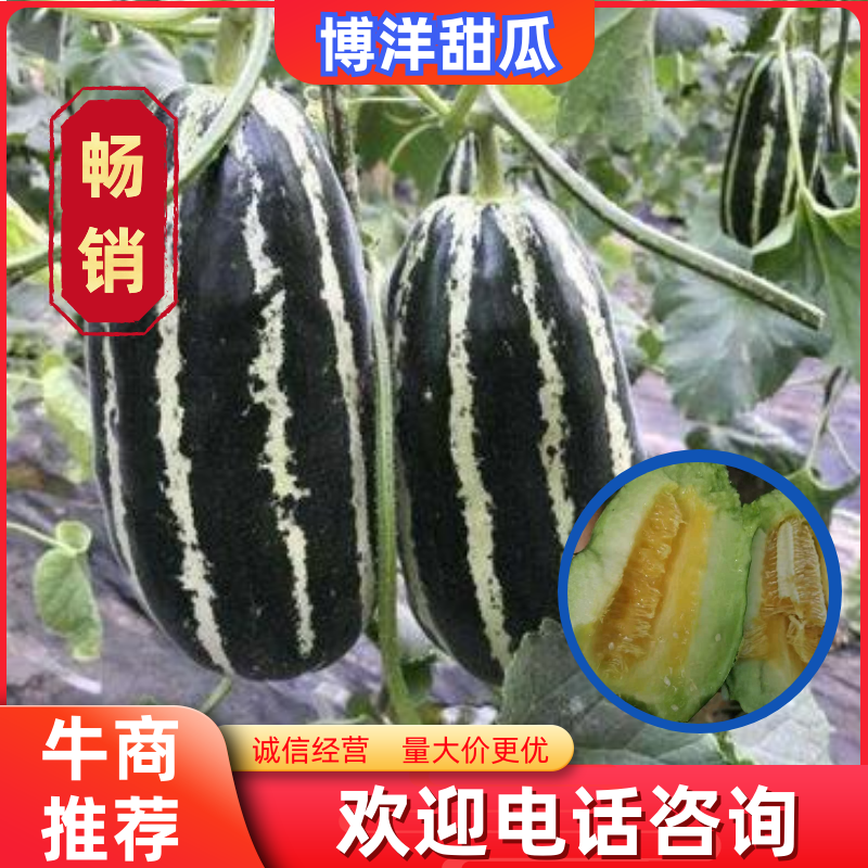 青县博洋甜瓜9号，青县博洋九号甜瓜，91，61白糖罐
