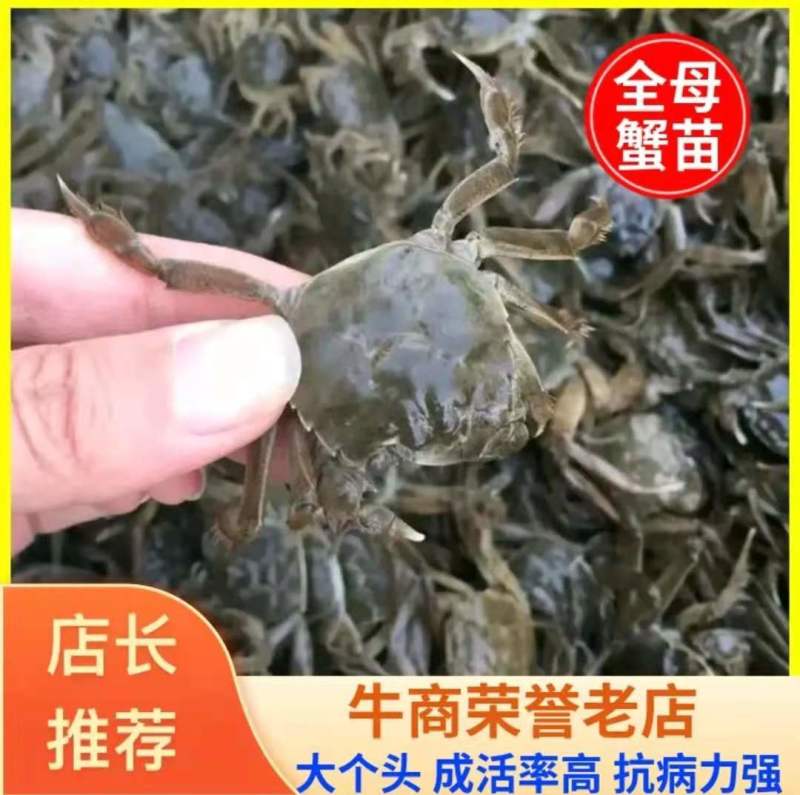 优质蟹苗批发成活率高抗病力强养蟹一条龙服
