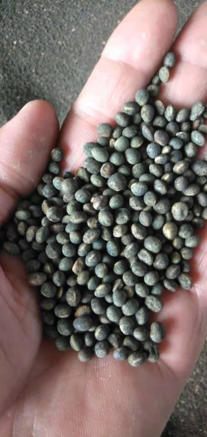 社旗县黑豌豆俗称箭舌豌豆，量大从优，产地直发！