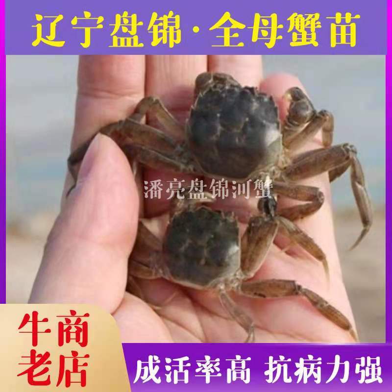 优质蟹苗批发成活率高抗病力强养蟹一条龙服
