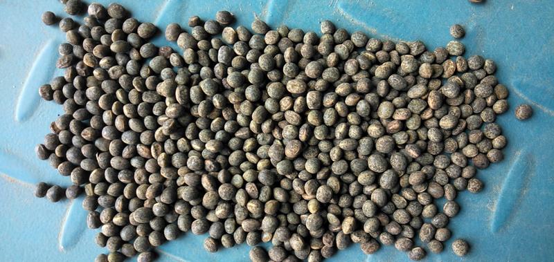 社旗县黑豌豆俗称箭舌豌豆，量大从优，产地直发！