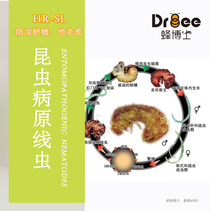 蜂博士昆虫病原线虫蛴螬地老虎生物防治