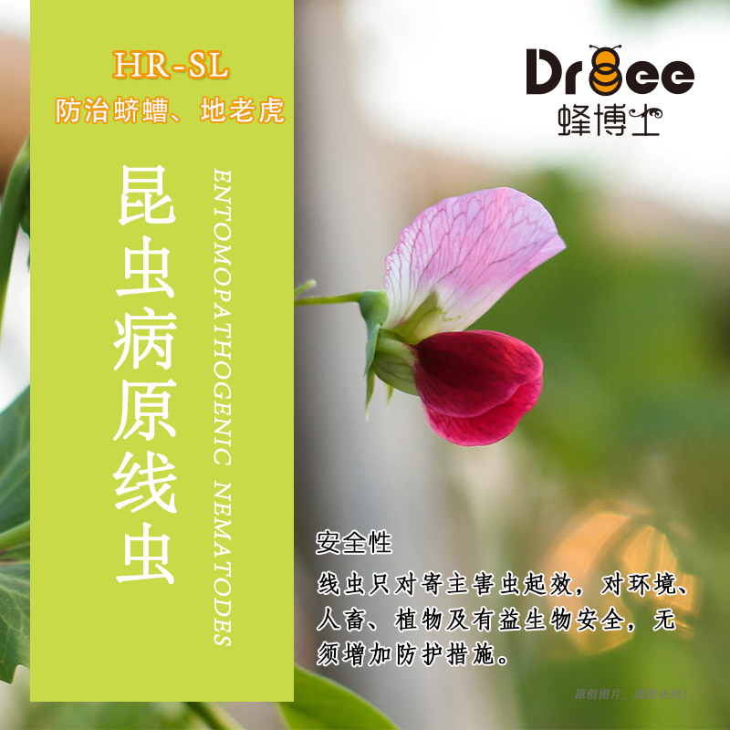 蜂博士昆虫病原线虫蛴螬地老虎生物防治