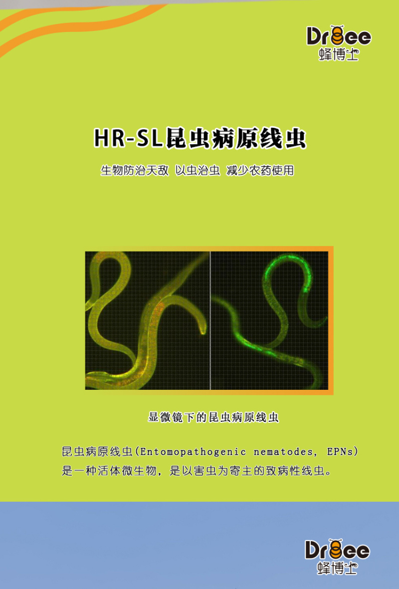 蜂博士昆虫病原线虫蛴螬地老虎生物防治
