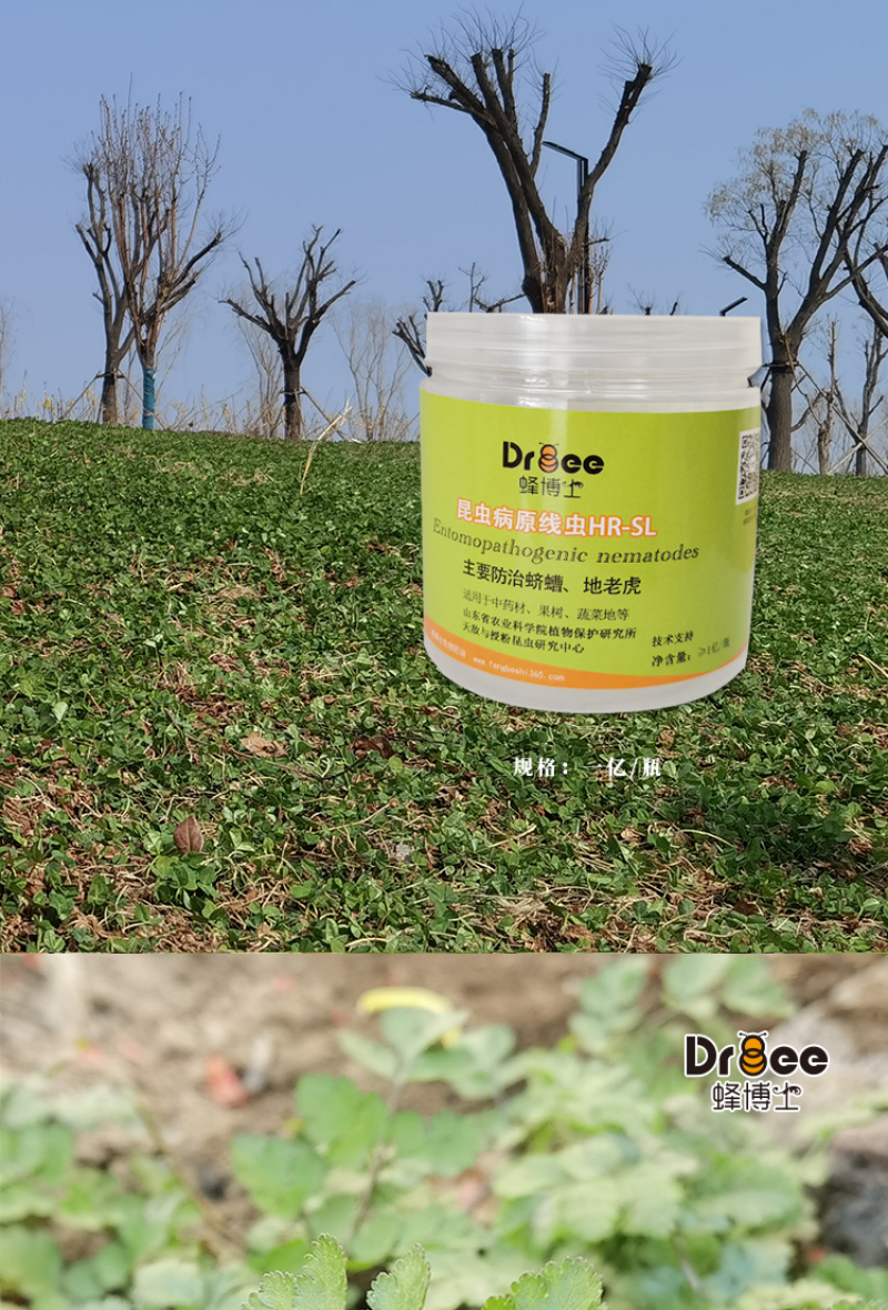 蜂博士昆虫病原线虫蛴螬地老虎生物防治