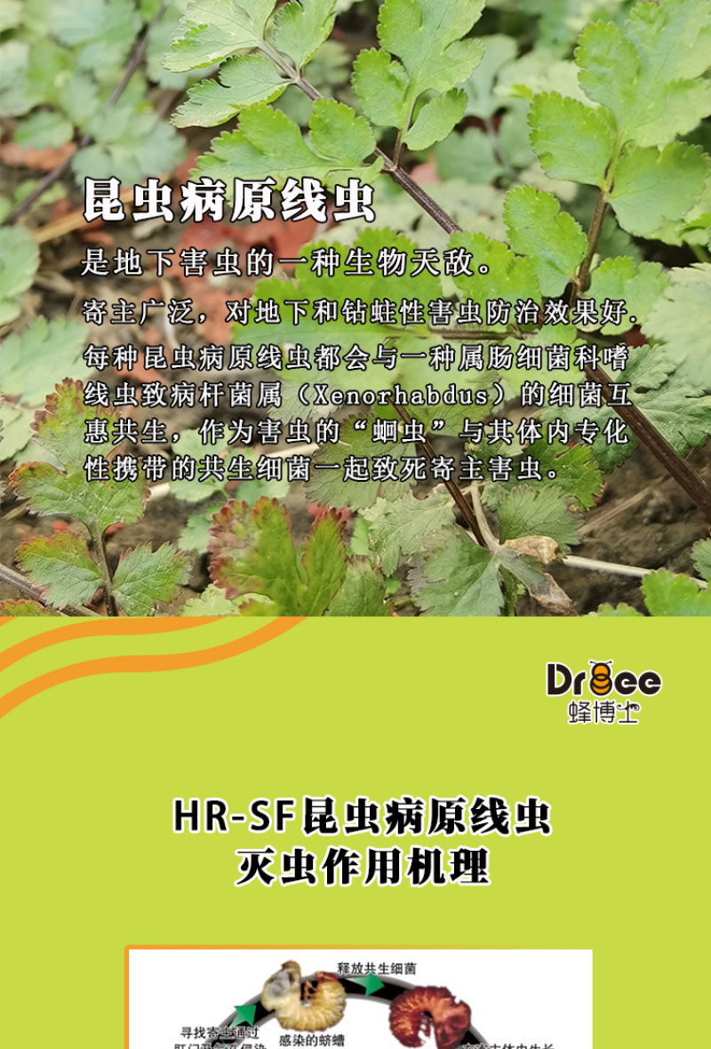 蜂博士昆虫病原线虫蛴螬地老虎生物防治