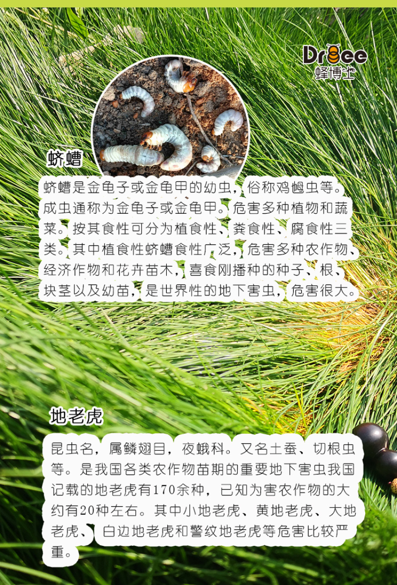 蜂博士昆虫病原线虫蛴螬地老虎生物防治