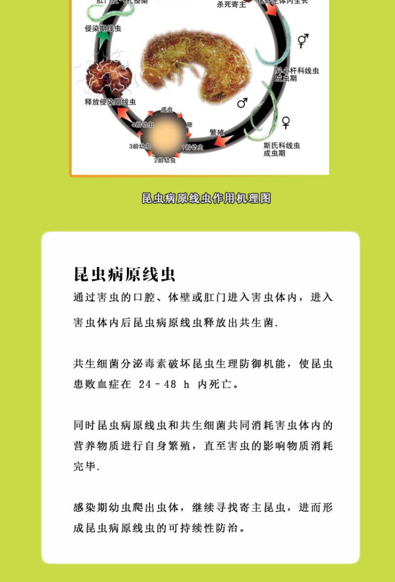 蜂博士昆虫病原线虫蛴螬地老虎生物防治