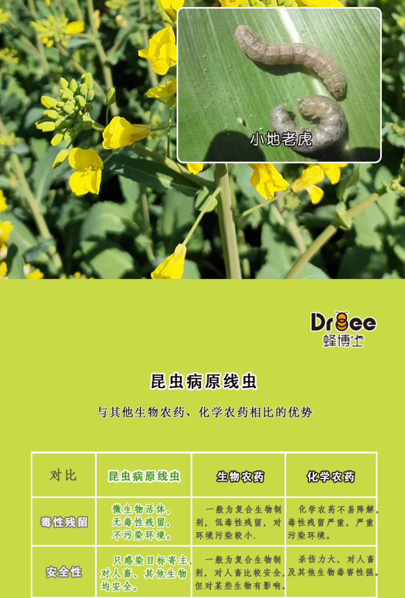 蜂博士昆虫病原线虫蛴螬地老虎生物防治