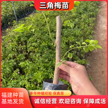 三角梅苗基地直供多年的种植经验售后有保障成活率高