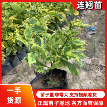 连翘苗可视频看货发货量大可以优惠欢迎咨询洽谈合作