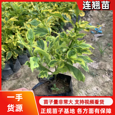 连翘苗可视频看货发货量大可以优惠欢迎咨询洽谈合作