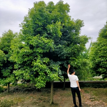 天竺桂价格成都天竺桂批发天竺桂种植基地苗木供应