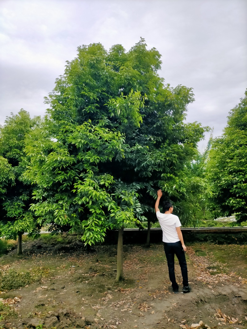 天竺桂价格成都天竺桂批发天竺桂种植基地苗木供应