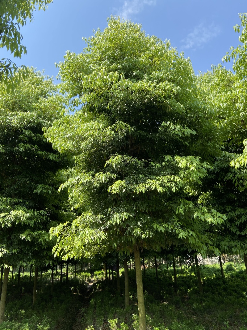 桢楠价格成都桢楠批发桢楠苗木供应桢楠苗木报价