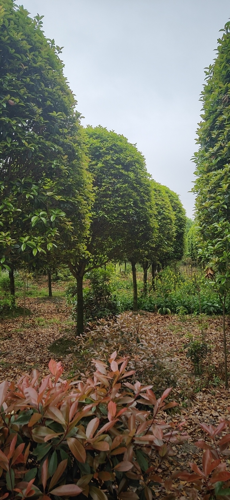 桂花价格成都桂花批发苗木报价成都桂花报价桂花基地