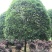 桂花价格成都桂花批发苗木报价成都桂花报价桂花基地