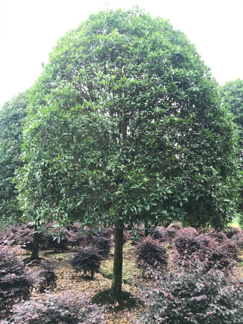 桂花价格成都桂花批发苗木报价成都桂花报价桂花基地