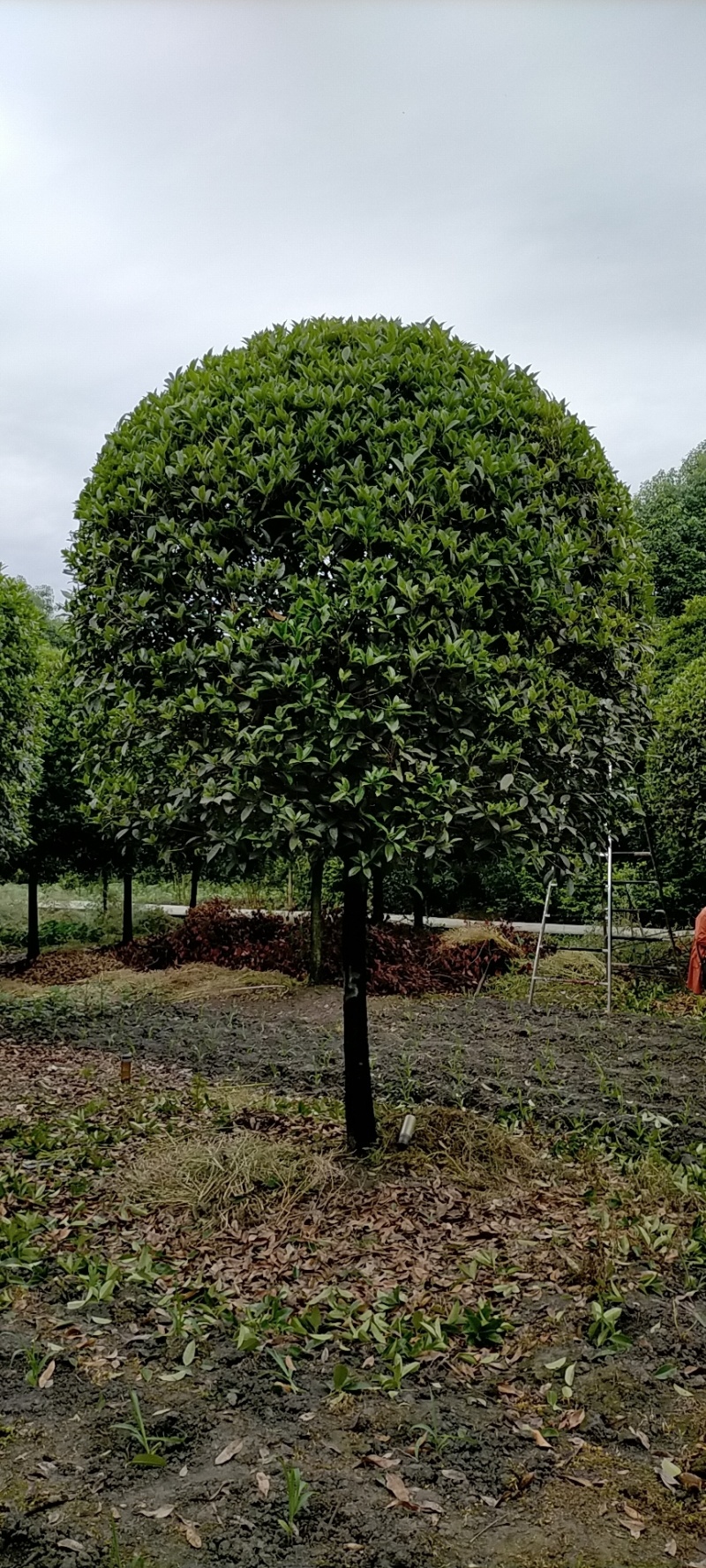 桂花价格成都桂花批发苗木报价成都桂花报价桂花基地